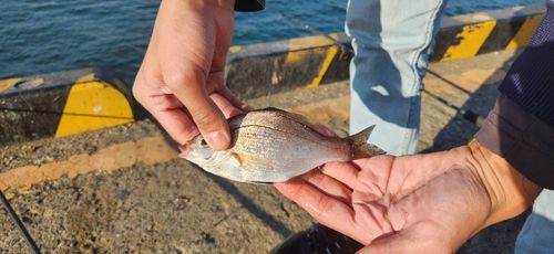 ウミタナゴの釣果