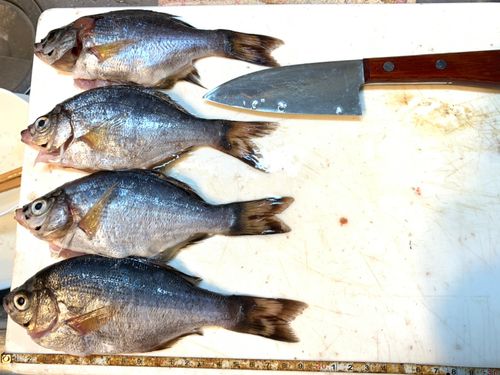 ウミタナゴの釣果