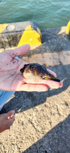 サザナミフグの釣果