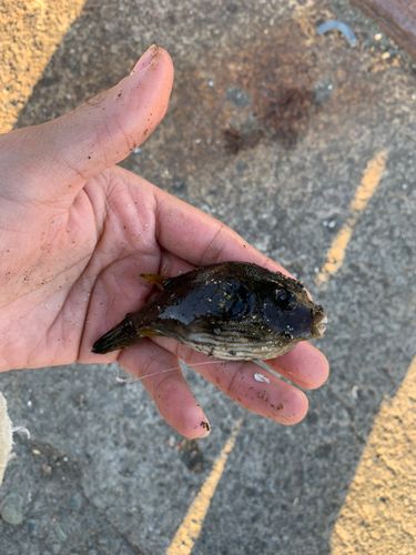 サザナミフグの釣果