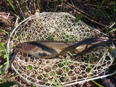 ナマズの釣果