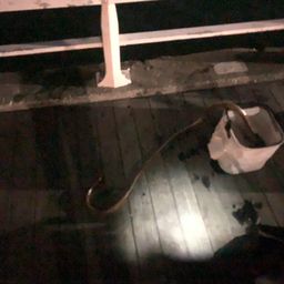 ダイナンウミヘビ