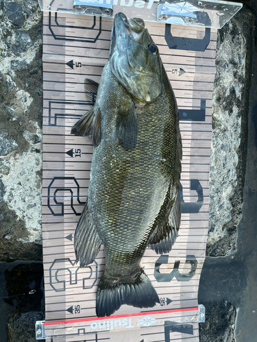 スモールマウスバスの釣果