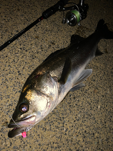 シーバスの釣果