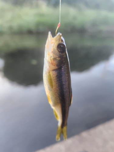 カワムツの釣果