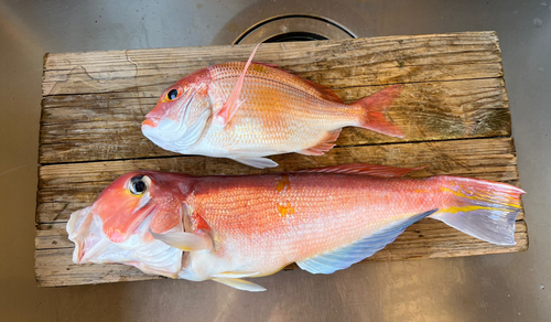 アマダイの釣果