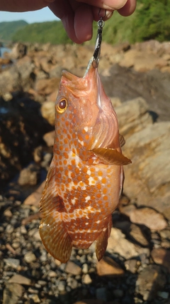 キジハタの釣果