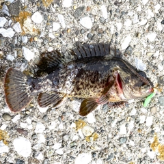 ムラソイの釣果