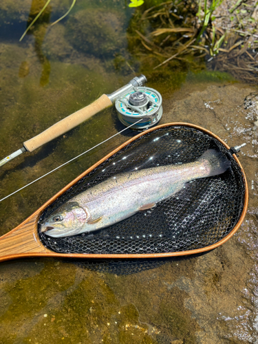 ニジマスの釣果