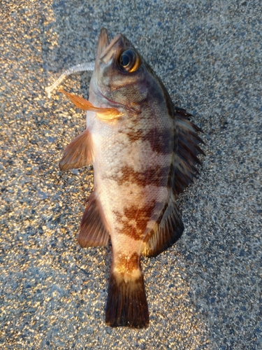 メバルの釣果