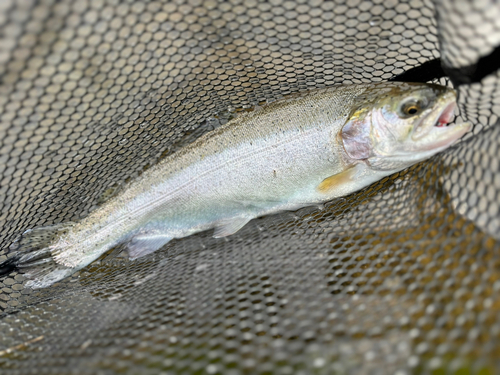 ニジマスの釣果