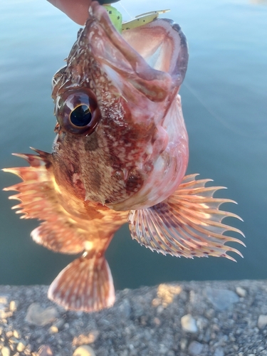 カサゴの釣果