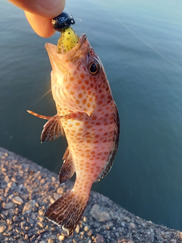 オオモンハタの釣果