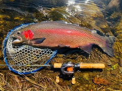 ニジマスの釣果