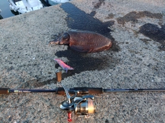 モンゴウイカの釣果