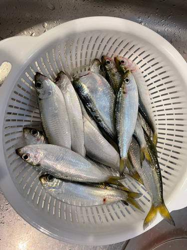 サッパの釣果