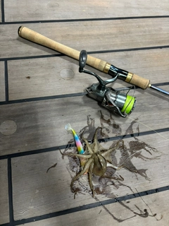 タコの釣果