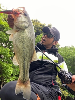 ブラックバスの釣果