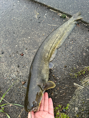 ナマズの釣果