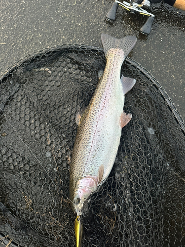 ニジマスの釣果