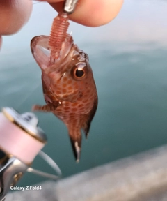 オオモンハタの釣果