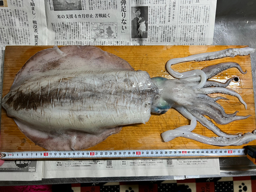 アオリイカの釣果