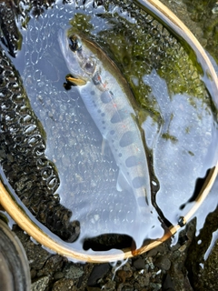 アマゴの釣果