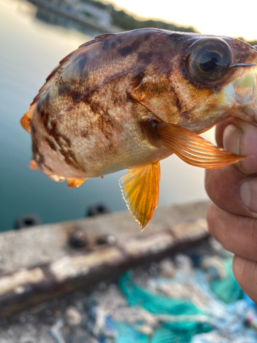 メバルの釣果