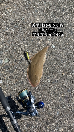 シタビラメの釣果