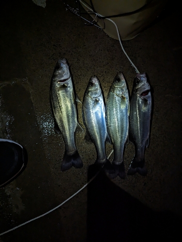 シーバスの釣果