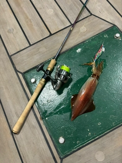 ケンサキイカの釣果
