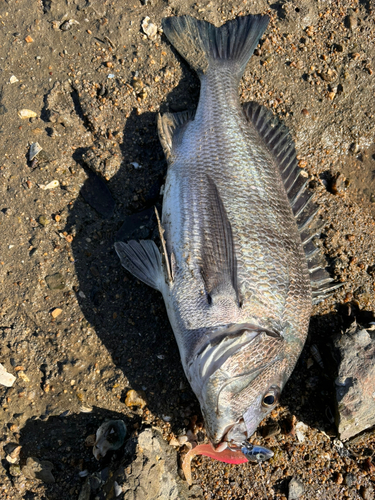 チヌの釣果