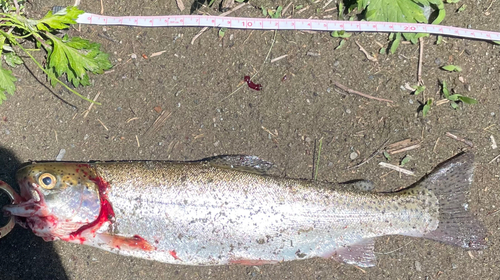 トラウトの釣果