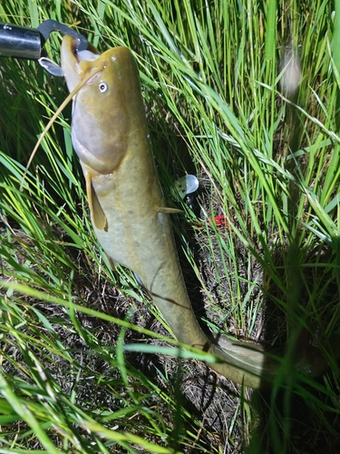 ナマズの釣果