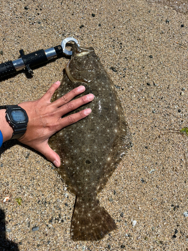 ヒラメの釣果