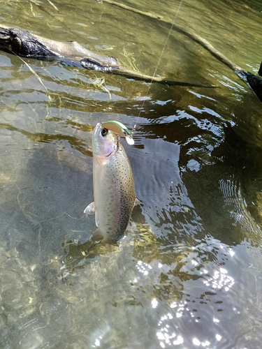 ニジマスの釣果