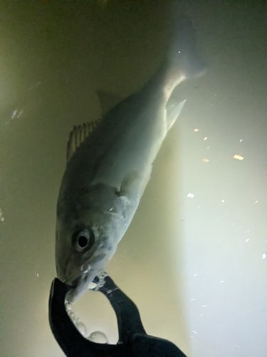 セイゴ（マルスズキ）の釣果