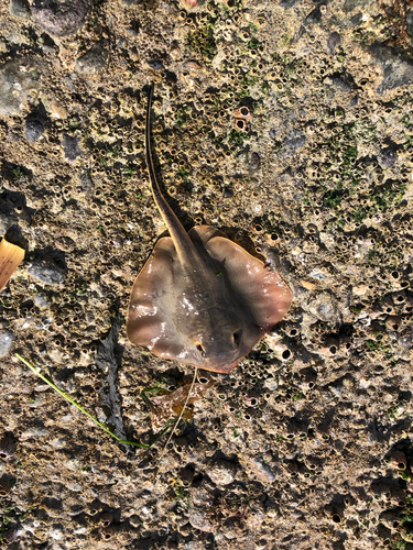 アカエイの釣果