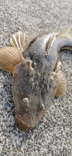 マゴチの釣果