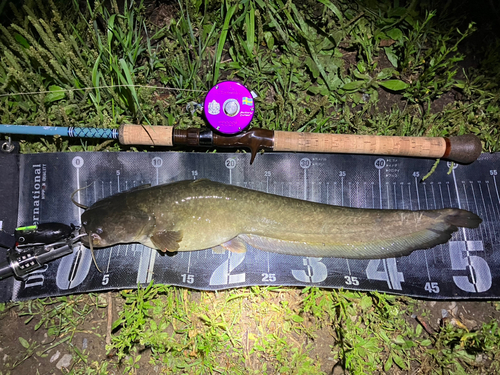 ナマズの釣果