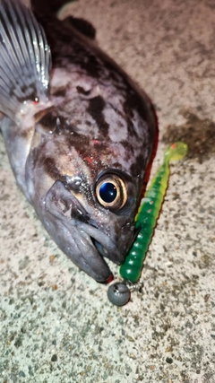 クロソイの釣果