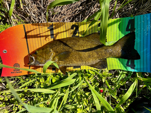 スモールマウスバスの釣果