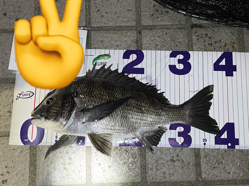 クロダイの釣果