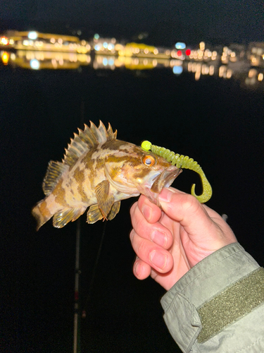 タケノコメバルの釣果