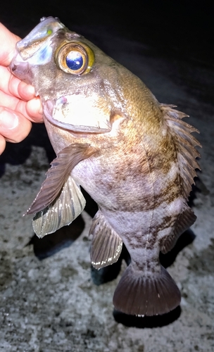 メバルの釣果