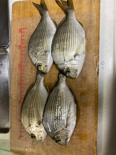 ヘダイの釣果