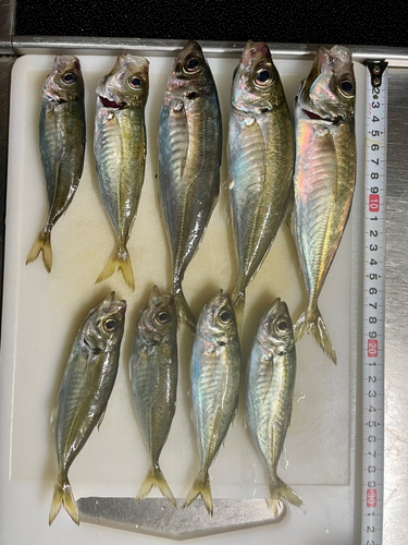 アジの釣果