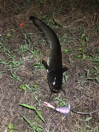 マナマズの釣果