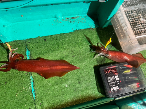 ケンサキイカの釣果