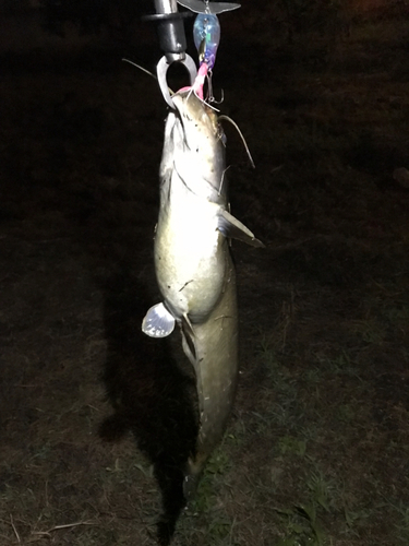 マナマズの釣果